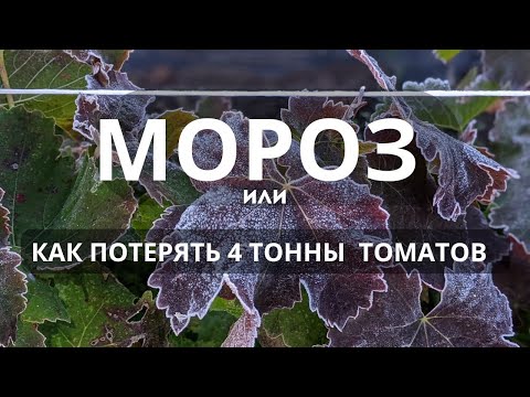Видео: Мороз на винограде ! СУДЬБА ТОМАТОВ & ОГУРЦА в теплице ❄️