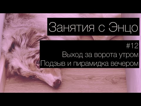Видео: ЭНЦО #12