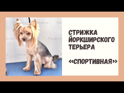 Видео: Стрижка йоркширского терьера корейский стиль