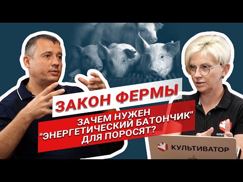 Видео: Как кормить поросят? | Эффективный откорм поросят | Бизнес в свиноводстве | Закон фермы
