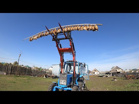 Видео: Как в Сибири рыбу ловят, солят, коптят и едят. Весь процесс переработки рыбы.