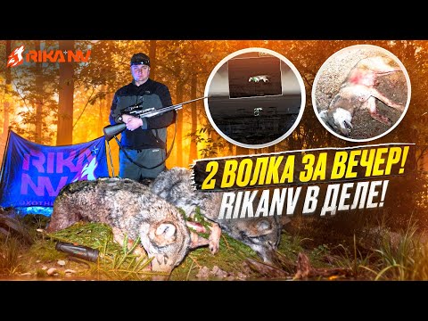 Видео: Два волка за вечер! Охота с RikaNV Lesnik в Беларуси на волка. Удачная охота 2025 #тепловизор #волк