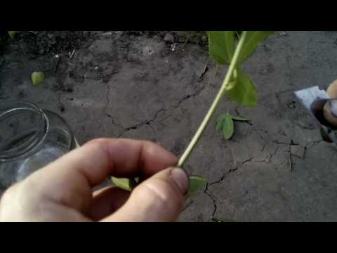 Видео: Черенкование пассивлоры для укоренения