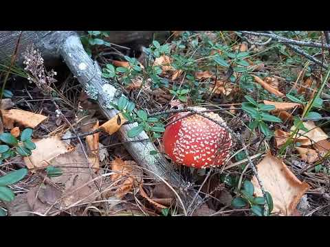 Видео: Сентябрь в лесу 16.09.25.