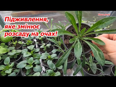 Видео: Застосуйте це підживлення до розсади квітів і ви їх скоро не впізнаєте!