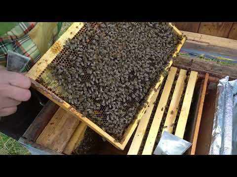 Видео: Так перезимували  в горах у вуликах-лежаках