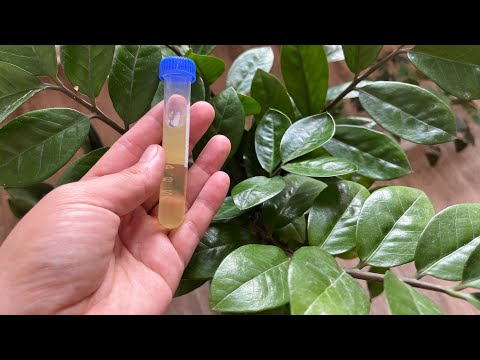 Видео: ДОЛЛАР ГҮЛДІҢ ЖАПЫРАҒЫ ЖАЛТЫРАП АУЫРМАЙ ӨССІН ДЕСЕҢІЗ 🌱ОСЫЛАЙ ЖАСАҢЫЗ✅#замиокулькас #доллар #зензи