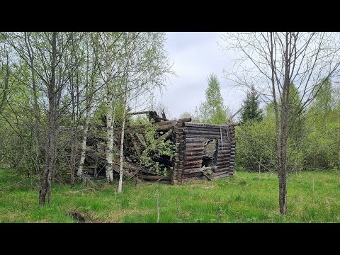 Видео: Медвежка. Заброшенный поселок в Костромской области.