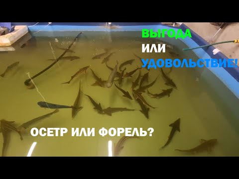 Видео: Форель или осетр в УЗВ? Сложный выбор! Плюсы и минусы. Выгода или удовольствие?