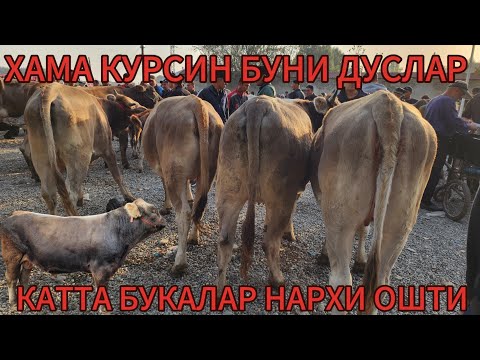 Видео: УЗБЕКИСТАН АСАКА ПАЙШАНБА МОЛ БОЗОРИ КАТТА БУКАЛАРДИ НАРХИ КУТАРЛИБ КЕТИ ЭНДИ ХАМА МОЛ СОТАДИ 