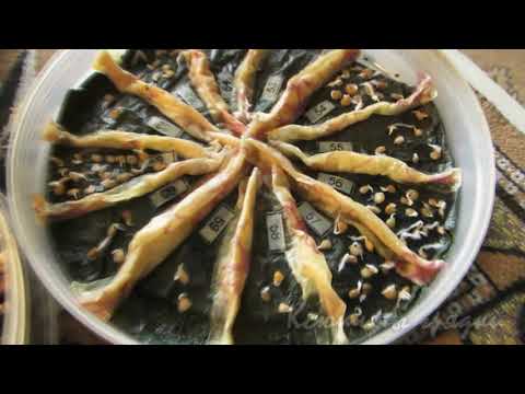 Видео: ПЕРЕД ПОСЕВОМ ТОМАТОВ 23 марта 2017г