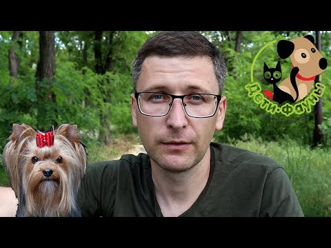 Видео: У собаки после родов судороги и повышенная температура (эклампсия)