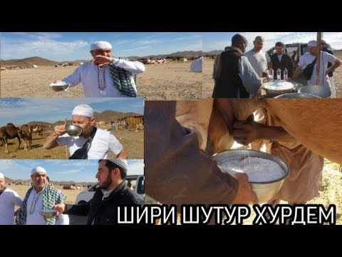 Видео: Шири Шутура ба кадом Даст Мехуран Чап ё Рост? Факт барои ШУМО/89126880092 информация дар ватсапда