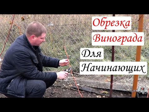 Видео: Обрезка Винограда. Формируем рукав и плодовое звено