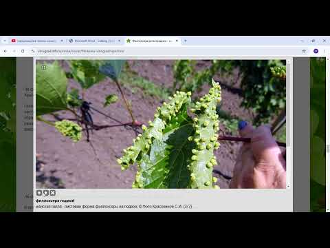 Видео: Виноградная филлоксера, не пренебрегайте, что обязательно  должен о ней знать каждый виноградарь
