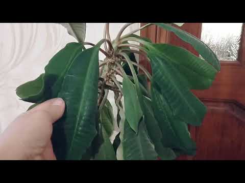 Видео: Эуфорбия или молочай беложильчатый. Особенности ухода