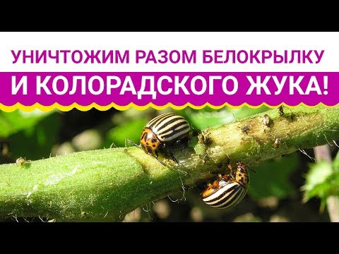 Видео: Уничтожим разом белокрылку и колорадского жука!