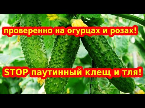 Видео: Как избавиться с первого раза от паутинного клеща и тли