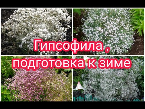 Видео: КАК ПОДГОТОВИТЬ ГИПСОФИЛУ К ЗИМЕ ? ЧЕРЕНКИ ГИПСОФИЛЫ.