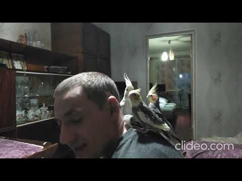 Видео: Семья попугаев Корелл прилетела... Попугаи Нимфы - Кореллы...Вечерний релакс))