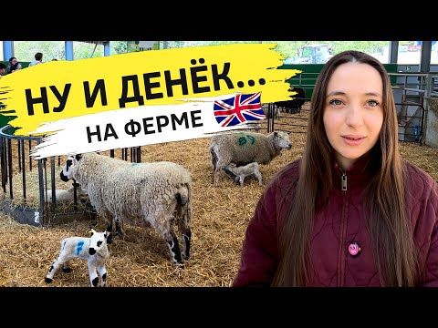 Видео: Англия удивляет! Такого мы не ожидали от фермы!