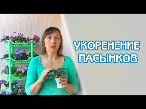 Видео: Укоренение пасынков фиалок в грунте и воде | Советы по уходу за фиалками #07 | Мои фиалки