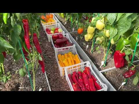 Видео: ТЕПЕРЬ ТОЛЬКО ТАК БЕЗ УДОБРЕНИЙ ГОТОВЛЮ ГРЯДКУ ДЛЯ ПЕРЦА ОСЕНЬЮ!