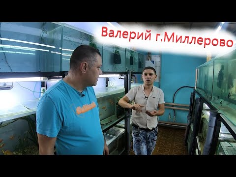 Видео: Развести - пол дела, а ты сумей продать.