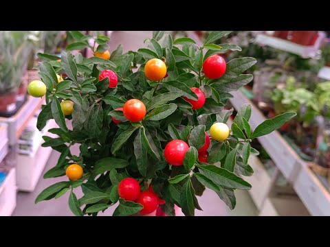 Видео: 🩷🎄ЛЕМАНА ПРО 🩷 ОБЗОР ЦВЕТОВ⛄ ноябрь 2025