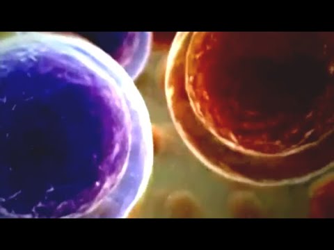 Видео: Хлеб. Бессмертие