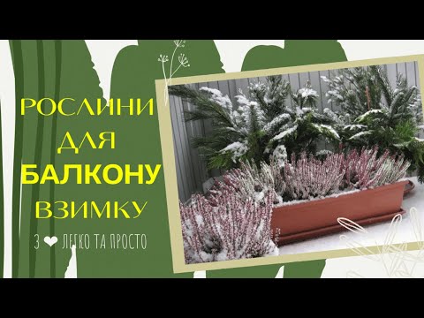 Видео: Які РОСЛИНИ можна вирощувати на БАЛКОНІ взимку ❄️🌿🪴🌲