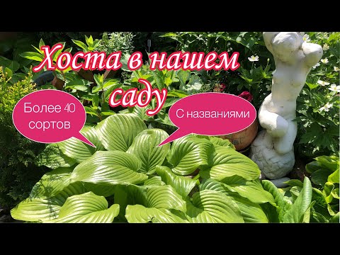 Видео: ХОСТА. Посадите в саду и больше ничего не надо. Беспроблемное КРАСИВОЕ растение для прекрасного сада