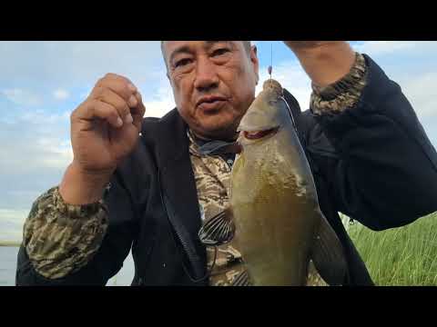 Видео: ЛИНЕВЫЙ РАЙ!!! РЫБАЛКА НА ЛИНЯ! ПЛОТИНА ГАЛЫМЖАН
