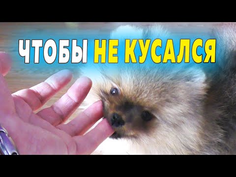 Видео: Щенкам шпица 64 дня. Чтобы щенок не кусался. Почему не учим командам. Кого любит Малыш