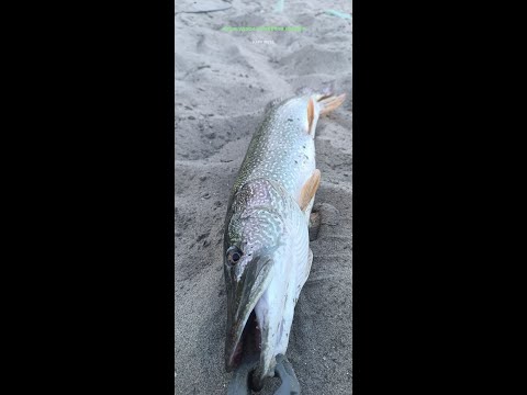 Видео: Щука от река Дунав