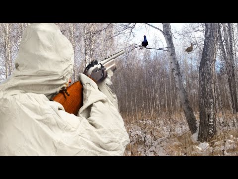 Видео: Тетерев сидит как привязанный или ПЯТЬ выстрелов по косачу! Зимняя охота на тетерева с подхода.