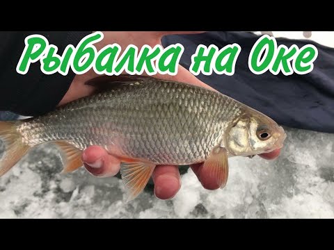 Видео: РЫБАЛКА НА ОКЕ. Зимняя рыбалка на течении. ЛОВЛЯ на ПОКАТОК. Плотва и подлещик