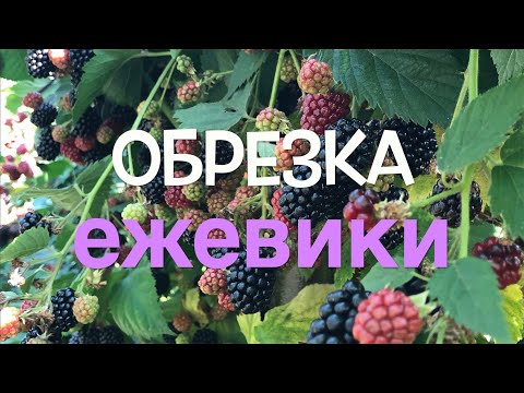 Видео: Этот МЕТОД дает БОЛЬШОЙ УРОЖАЙ ЕЖЕВИКИ! ПРОВЕРЕНО!
