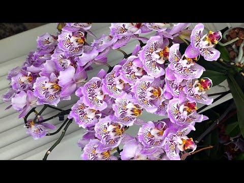 Видео: Получаю кучу бабочек. Делю. Просто болтаю.