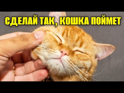 Видео: Секреты Кошачьей Любви: 15 Способов Показать Кошке, Что Вы Ее Обожаете (На Ее Языке!)