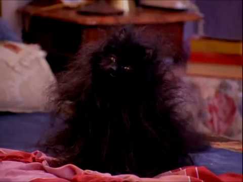 Видео: Утешь меня, утешь - Кот Сэйлем (Сабрина - маленькая ведьма)