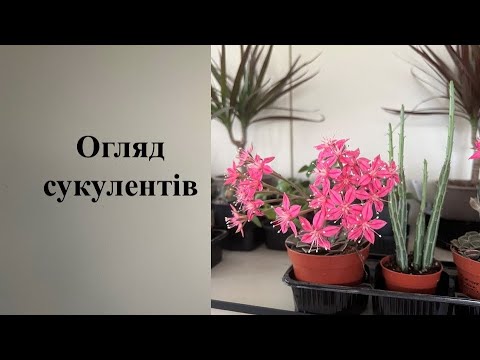 Видео: Огляд сукулентів, кактусів