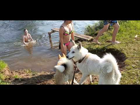 Видео: На речке с лайками и детьми