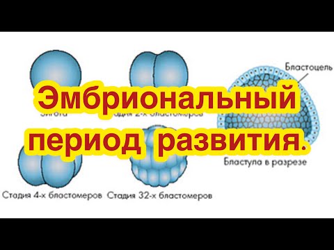 Видео: Эмбриональный период развития.