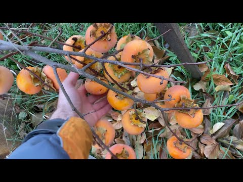 Видео: ОГЛЯД СОРТІВ ХУРМИ. 2 частина.