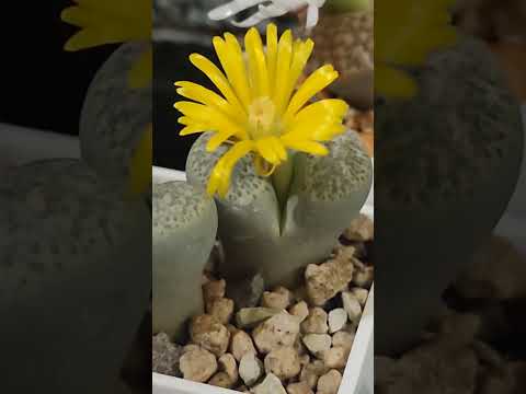 Видео: Новые литопсы зацветают #lithops #суккуленты