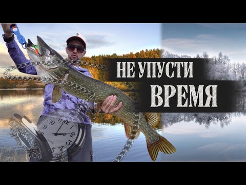 Видео: 🍂 ЩУКА ОСЕНЬЮ: ТЫ ЛОВИШЬ НЕ в ТОТ ЧАС! Почему она ИГНОРИРУЕТ твой ВОБЛЕР🤔