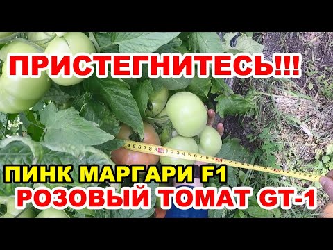 Видео: ПРИСТЕГНИТЕСЬ!!!))) Индетерминантный РОЗОВЫЙ ТОМАТ ПИНК МАРГАРИ F1. Часть №5