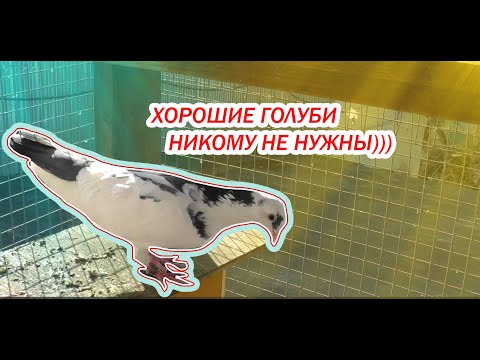 Видео: Поймал чужого голубя ,новое знакомство...