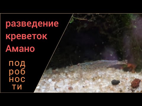 Видео: Немного подробностей о разведении креветок Амано